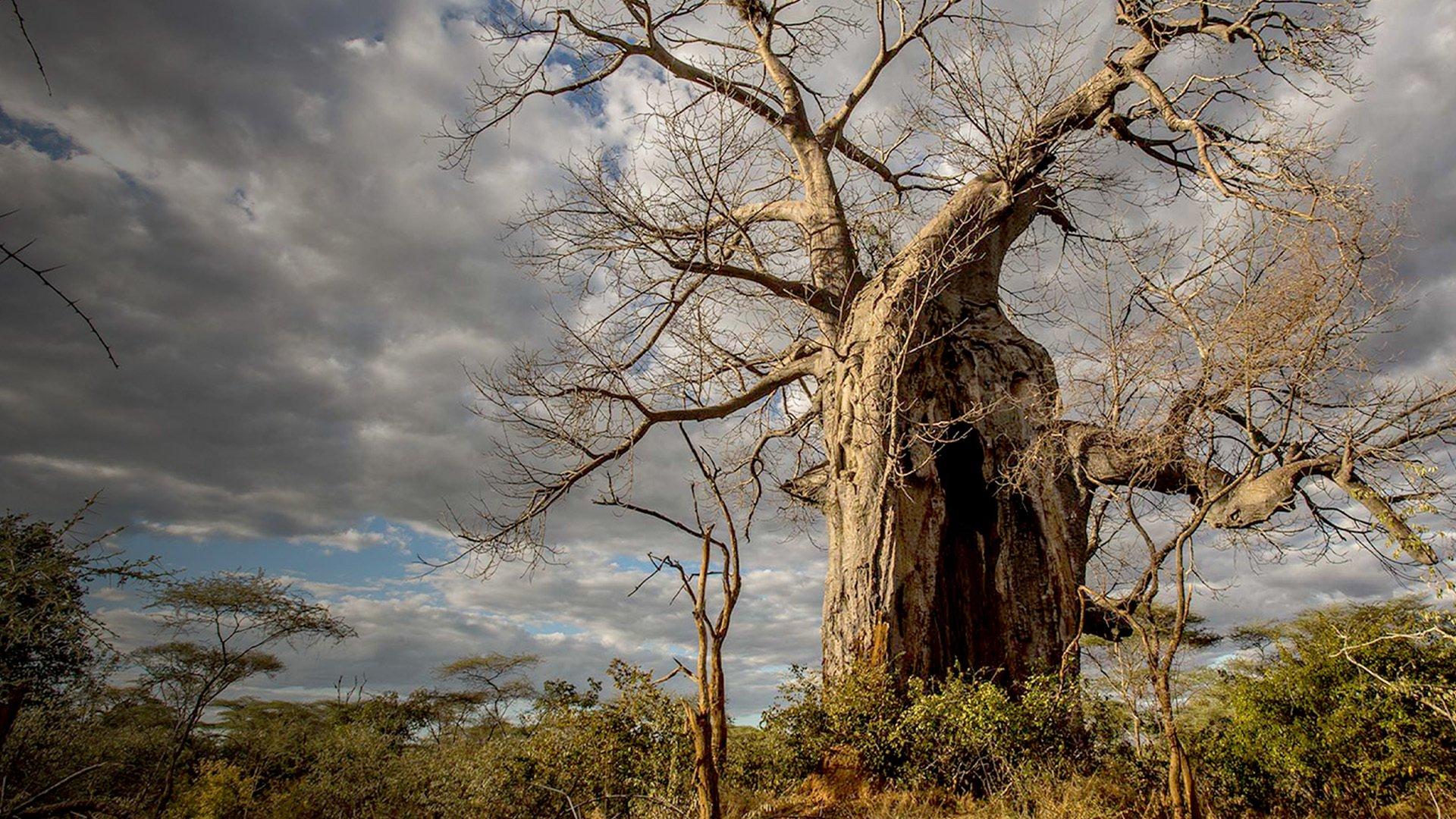 Sky Nature S1 Ep1 - Radici