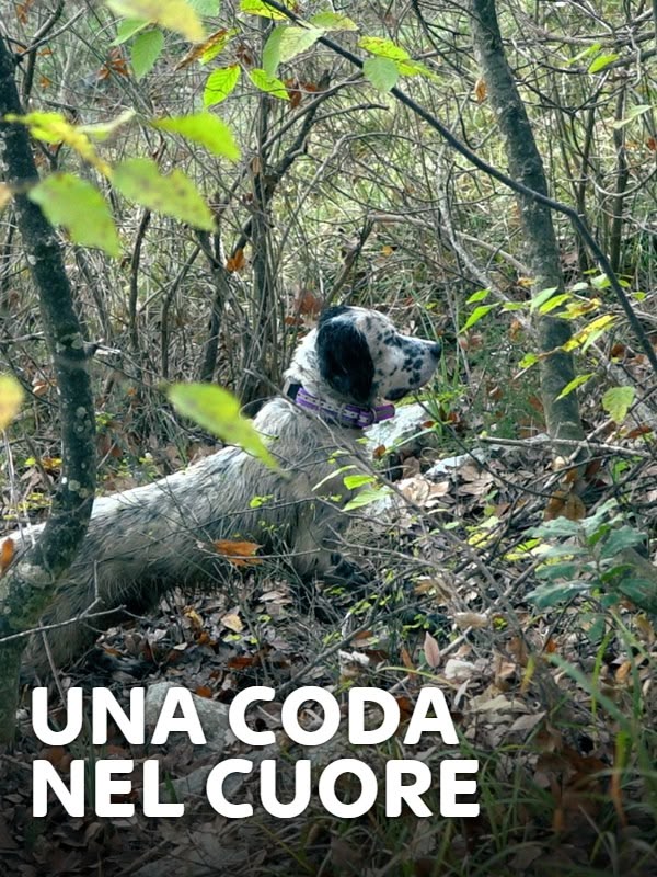Immagine di Una coda nel cuore 1
