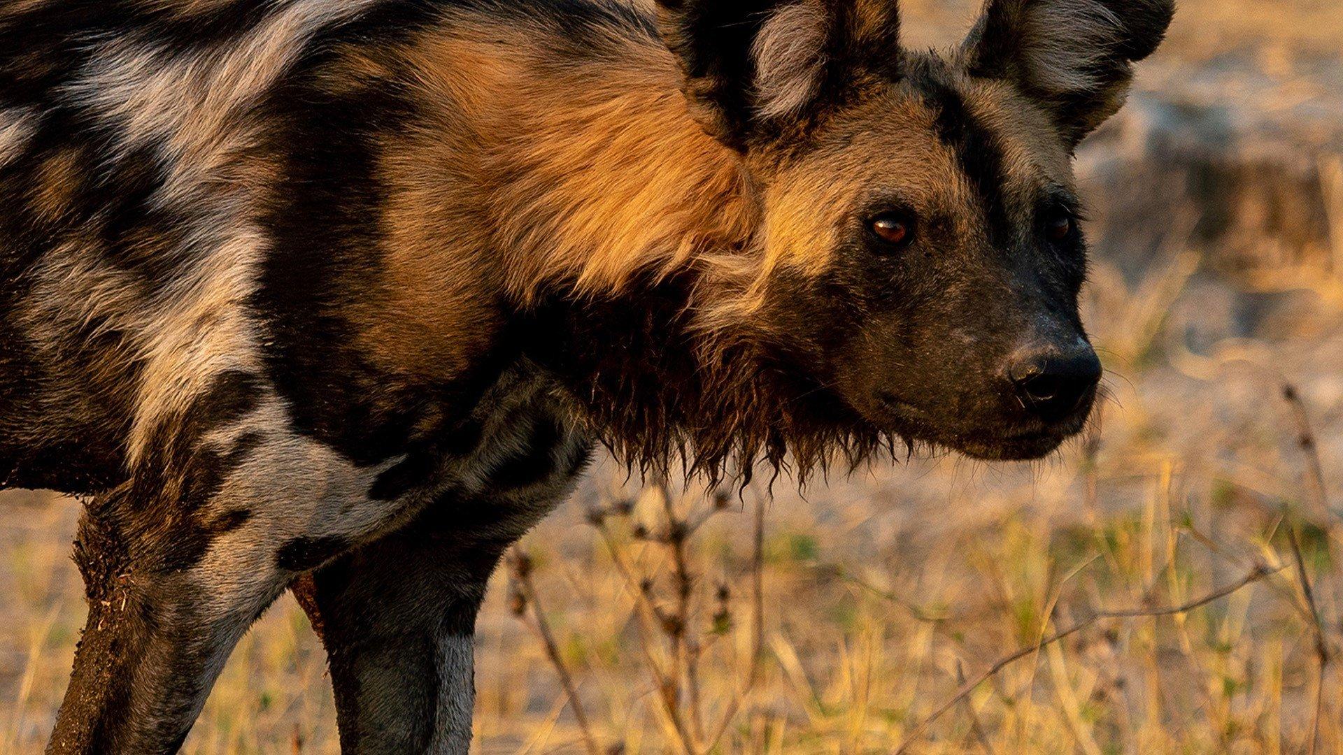 Sky Nature S2 Ep1 - Cani selvaggi d'Africa - I licaoni