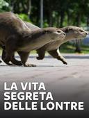 La vita segreta delle lontre