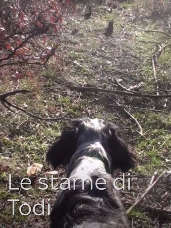 Le starne di Todi