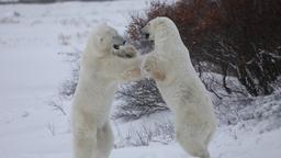 Gli orsi polari