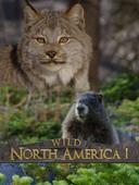 Wild North America