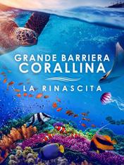 Grande barriera corallina - La rinascita