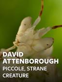 David Attenborough - Piccole, strane creature