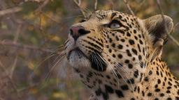 Una storia di leopardi