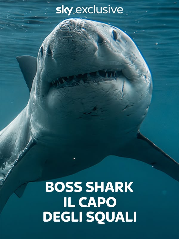 Immagine di Boss Shark – Il capo degli squali