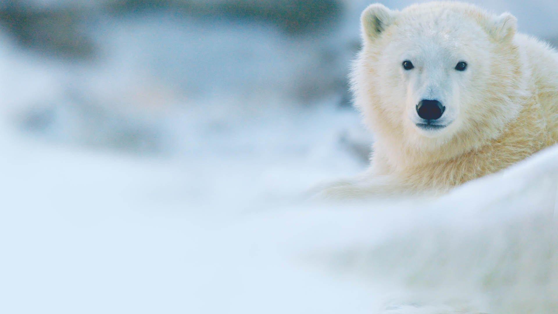 Sky Nature S2 Ep2 - Cuccioli