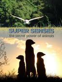 Super senses: the secret power of animals