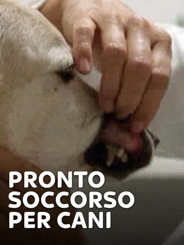 Immagine di Pronto soccorso per cani