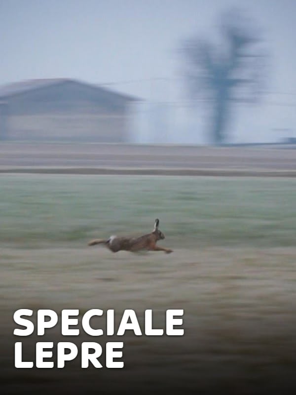 Immagine di Speciale lepre