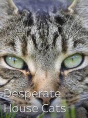 S1 Ep6 - Desperate House Cats