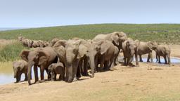 I grandi elefanti del Parco Addo