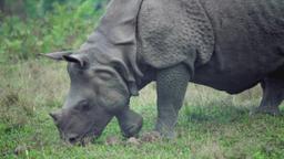 Ep. 2 - La terra del rinoceronte misterioso