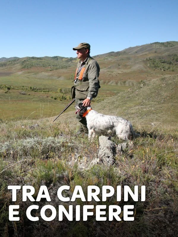 Tra carpini e conifere